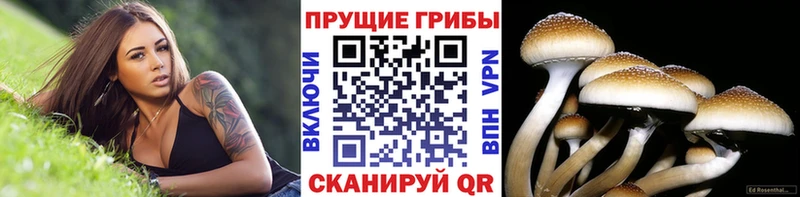 Галлюциногенные грибы Cubensis  Иннополис 
